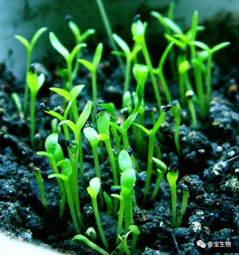 化肥、生物肥与有机肥 从对抗走向共生的三角关系